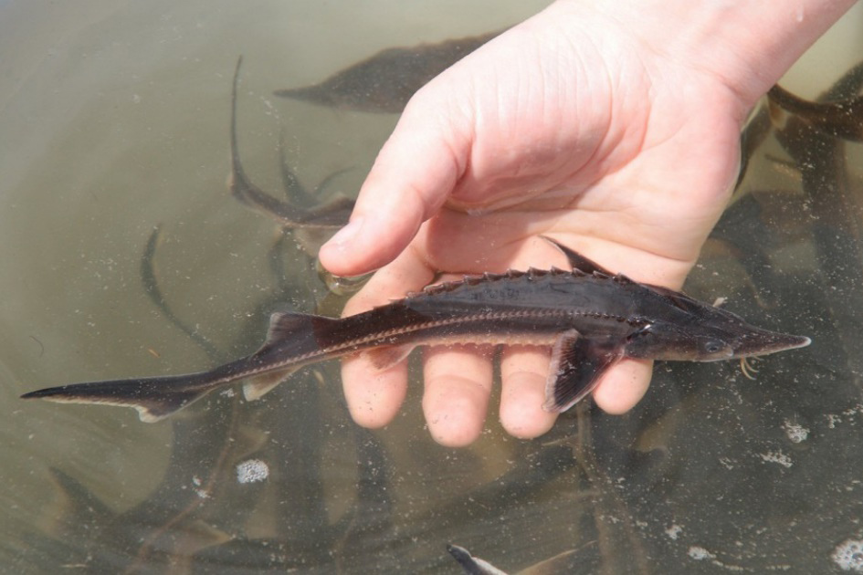 Более 300 тысяч штук молодых особей различных видов рыб выпустят в водоемы Вологодчины в 2025 году