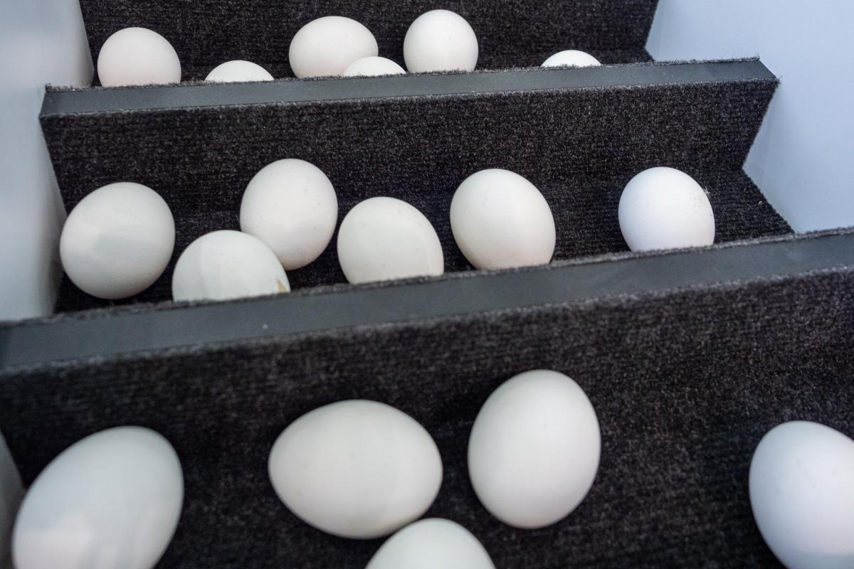 В Ингушетии производство яиц выросло на 3,3%