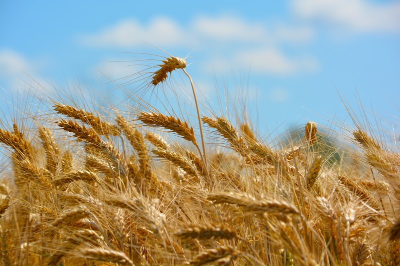Урожай зерна в Пермском крае в 1,6 раза превысил прошлогодний