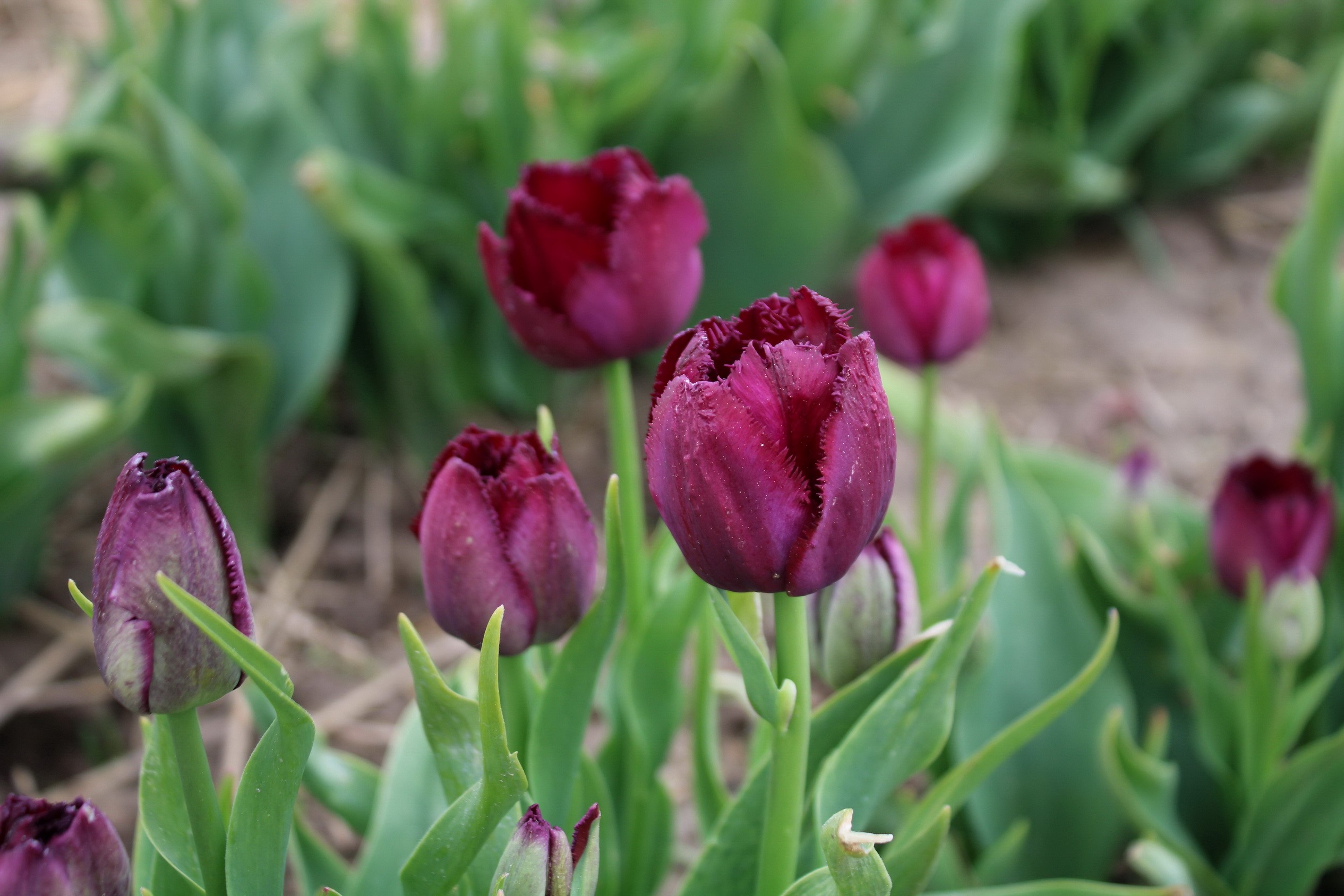 В Ивановской области начинающий фермер развивает проект по выращиванию луковиц тюльпанов, используя грантовую поддержку