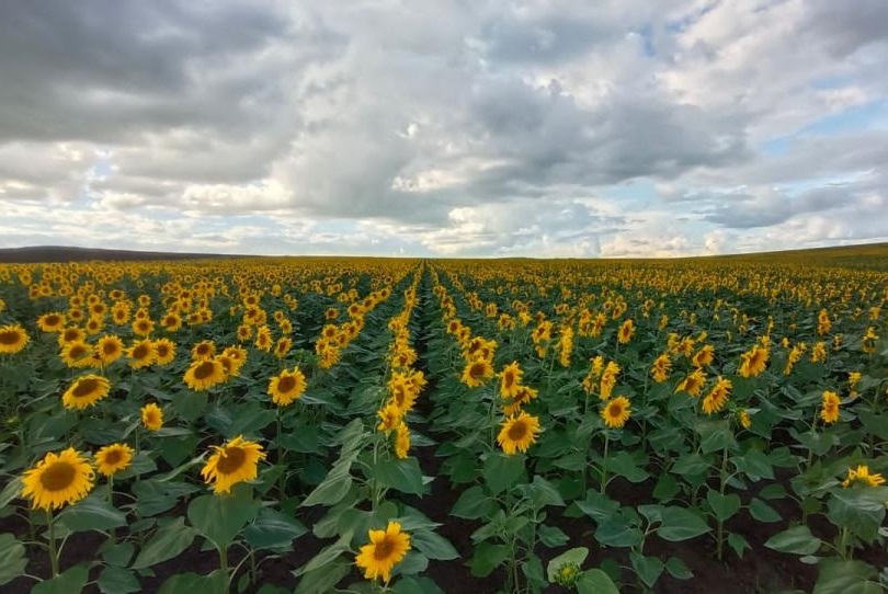 В Забайкалье инвестор из Китая запустил новый проект по выращиванию подсолнечника