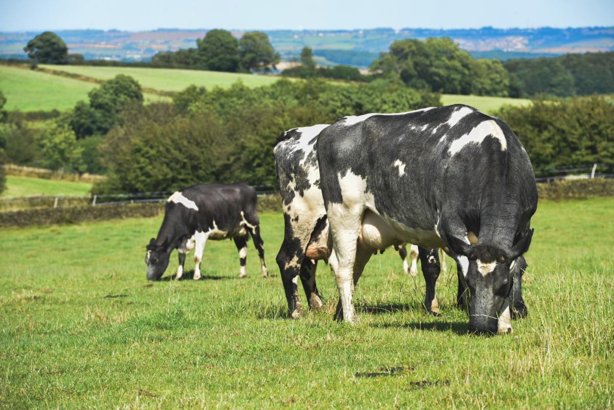 Разработка российских ученых позволит создать стада коров с гипоаллергенным молоком