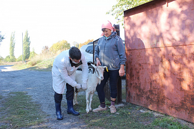 В 2023 году в ДНР успешно проведена вакцинация сельскохозяйственных животных