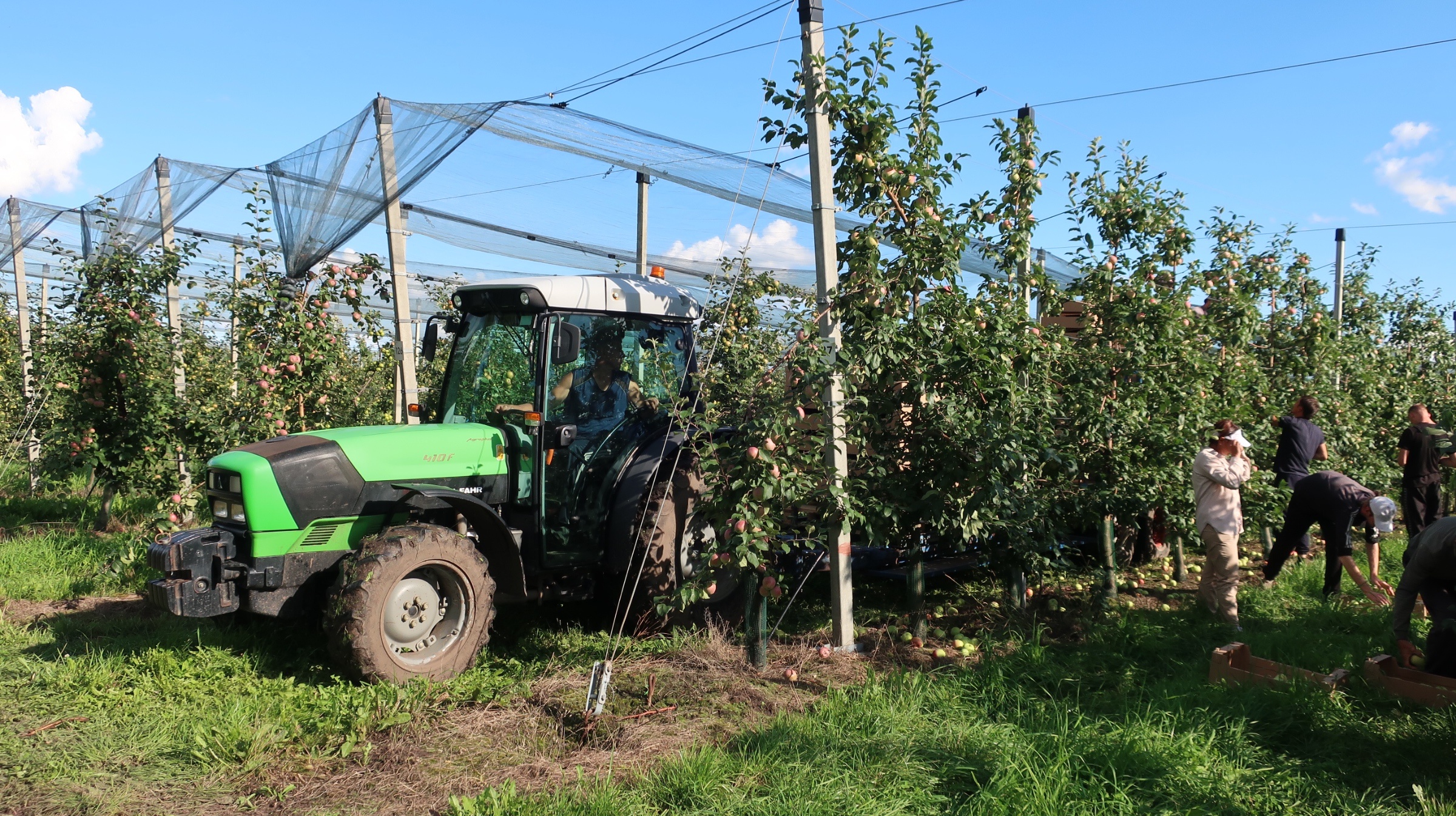 В Липецкой области начался сбор яблок