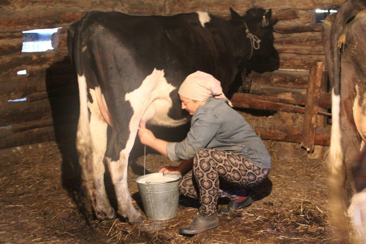 Производителям Кемеровской области возместили более 56 млн рублей затрат на закуп молока