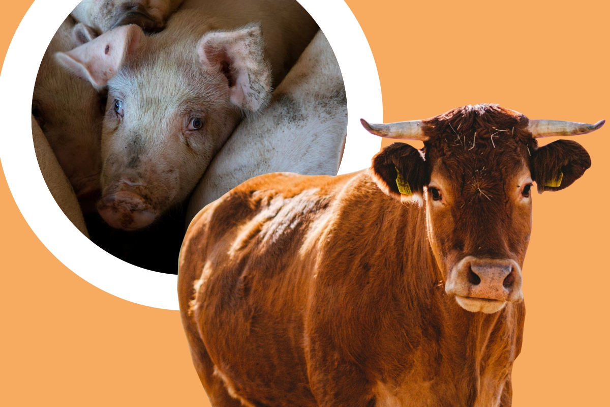 Экспорт живых сельхозживотных из России увеличился в 2 раза