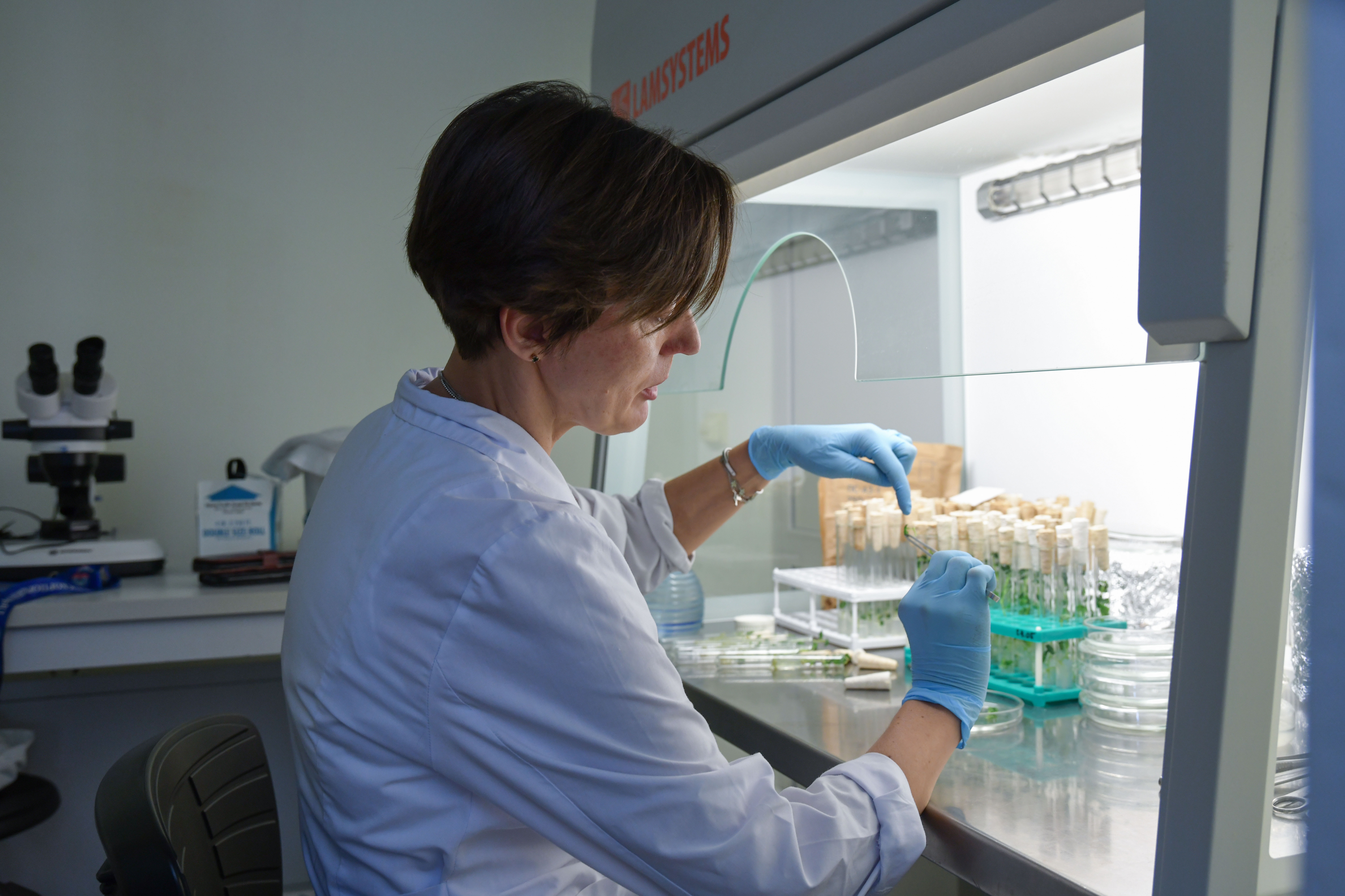 Подмосковные селекционеры за год произвели более 270 тысяч микрорастений картофеля