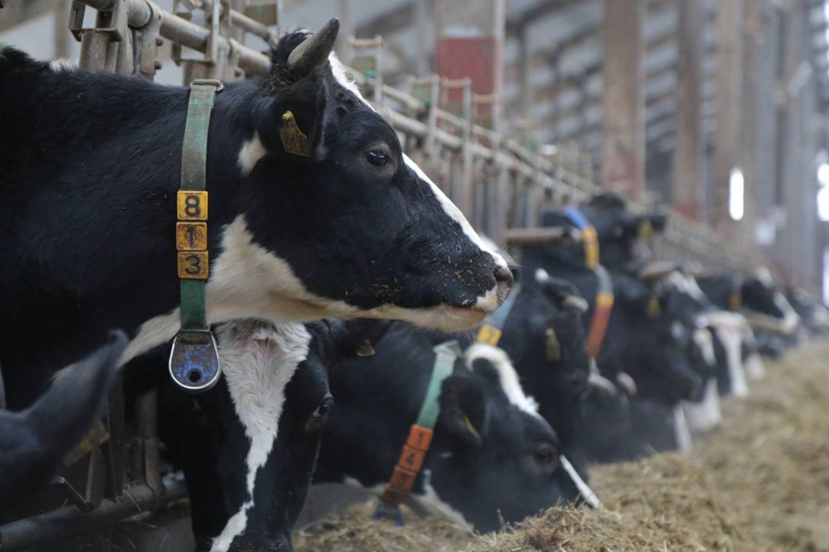 Вологодская область обновила рекорды по производству молока и продуктивности коров