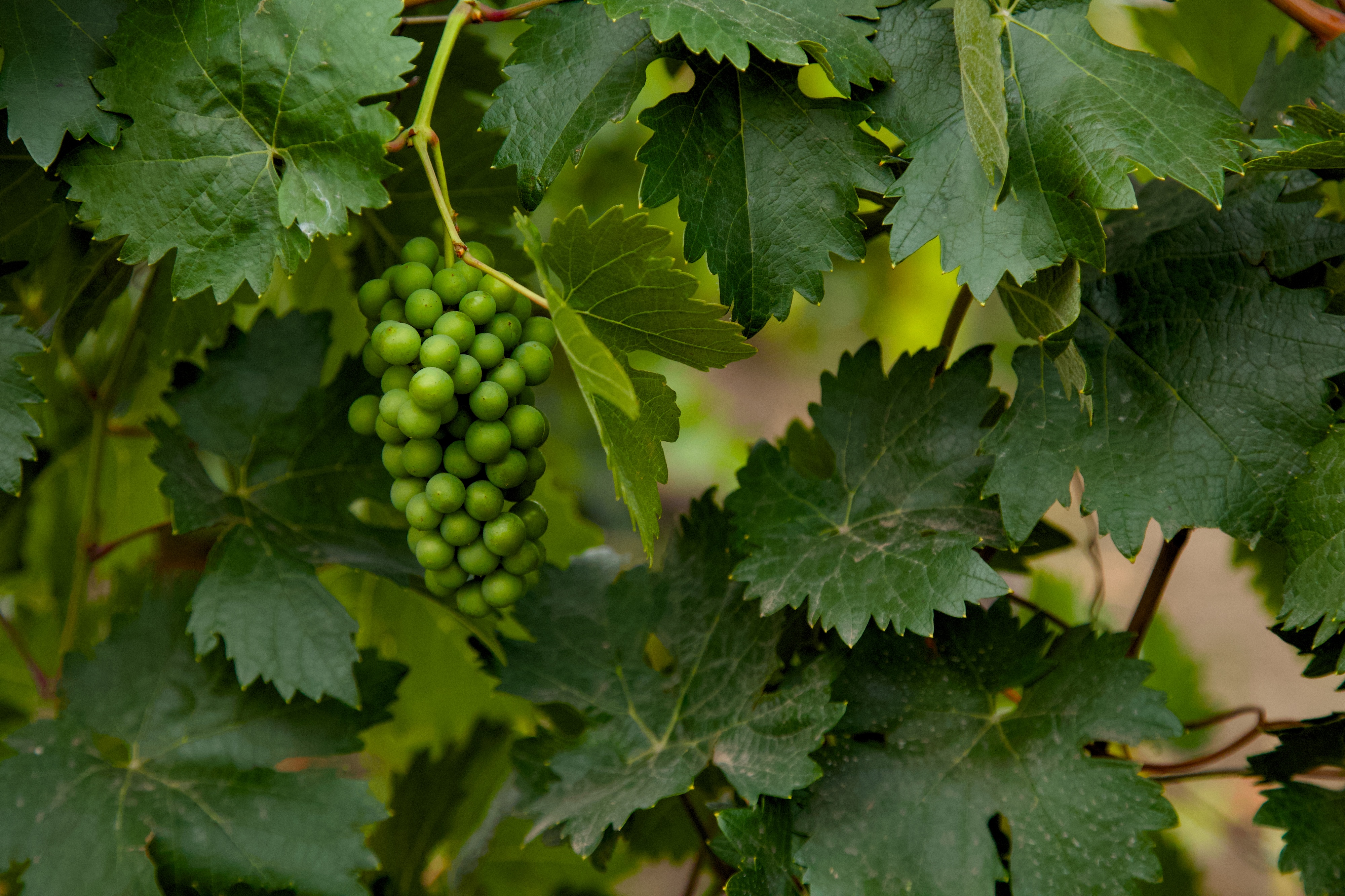 Оксана Лут ознакомилась с работой предприятий АПК и развитием сельских территорий Ростовской области