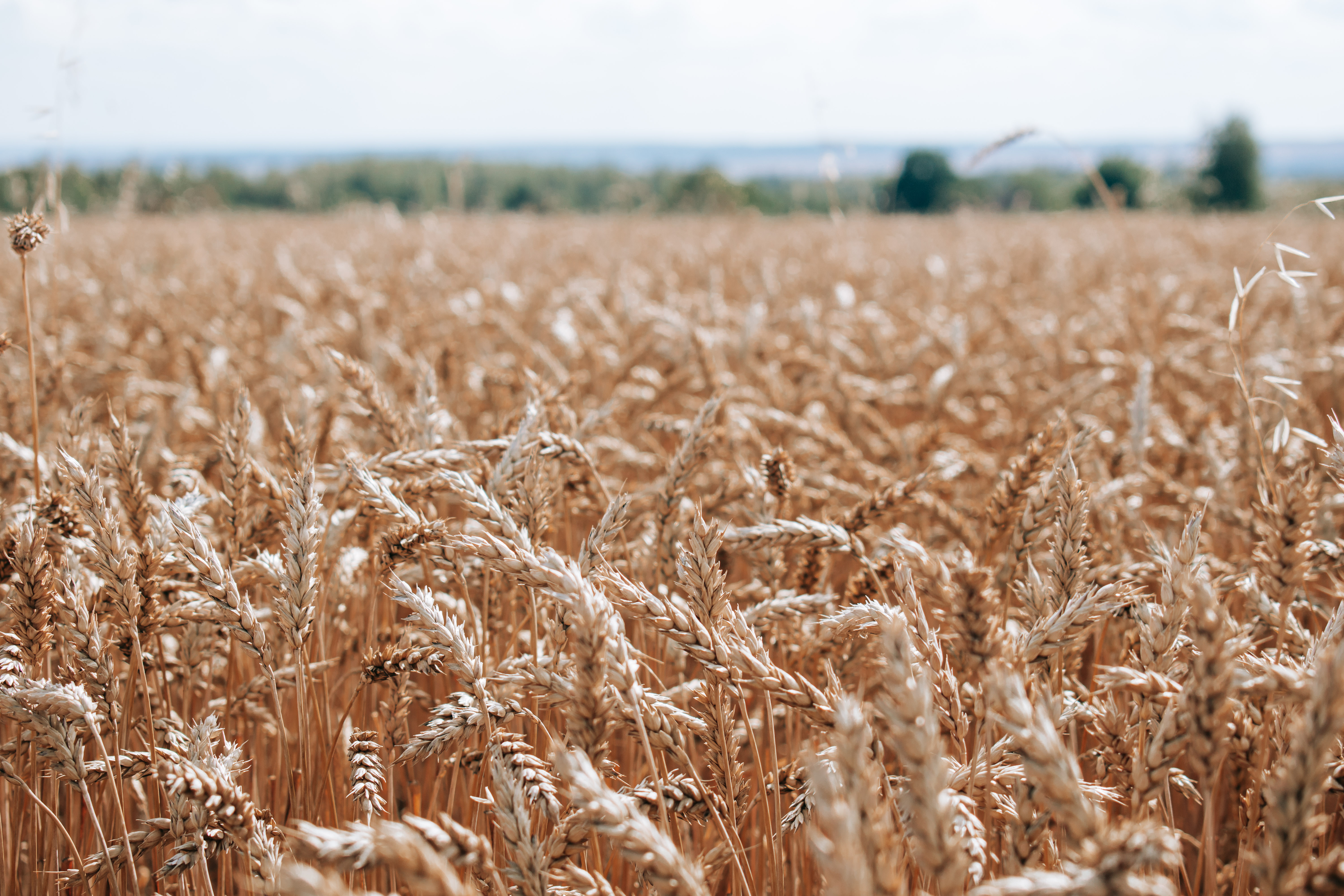 В Чувашии урожай зерновых достиг исторического максимума