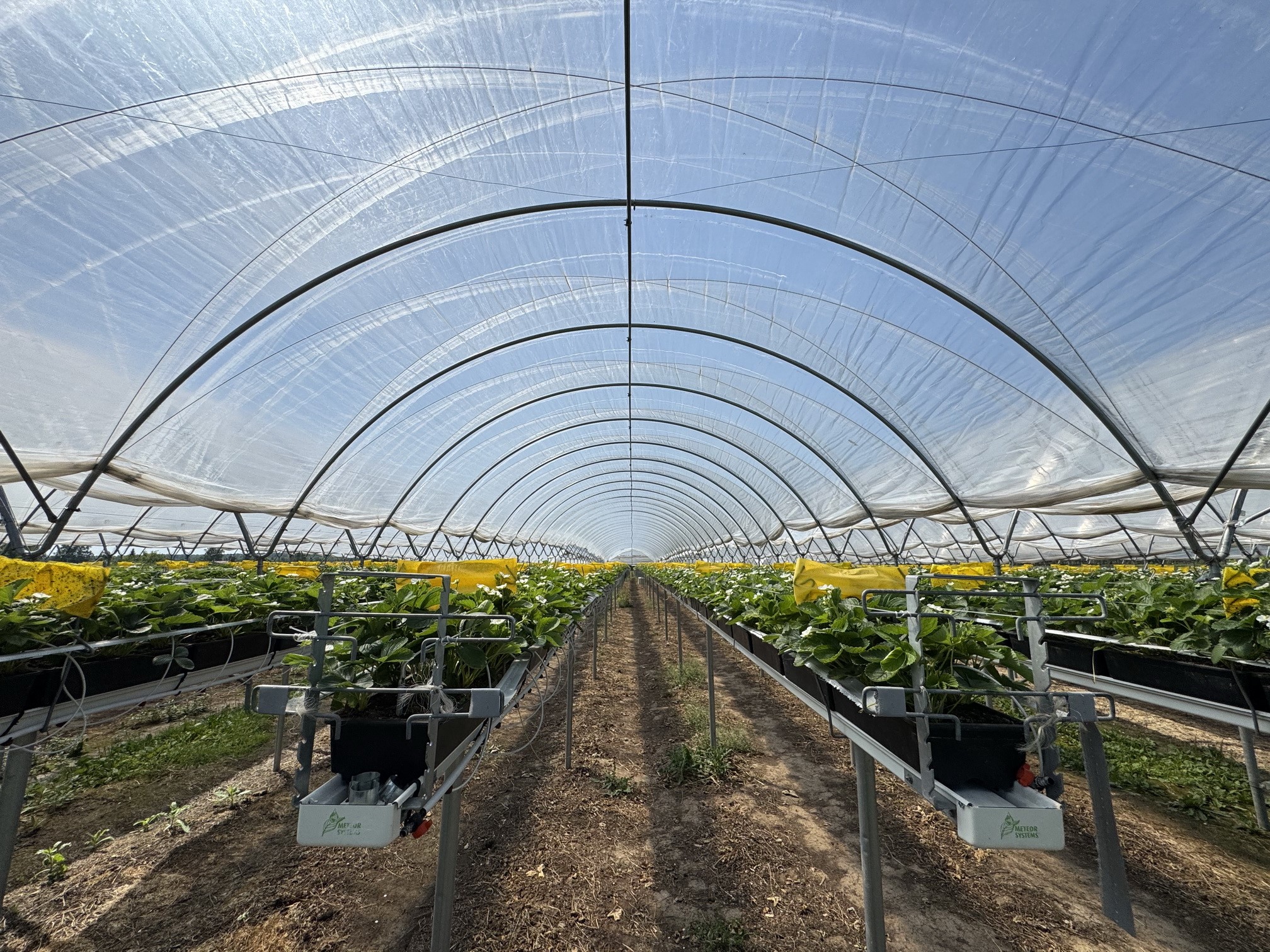 В Ивановской области благодаря господдержке запустили механизированный сбор урожая