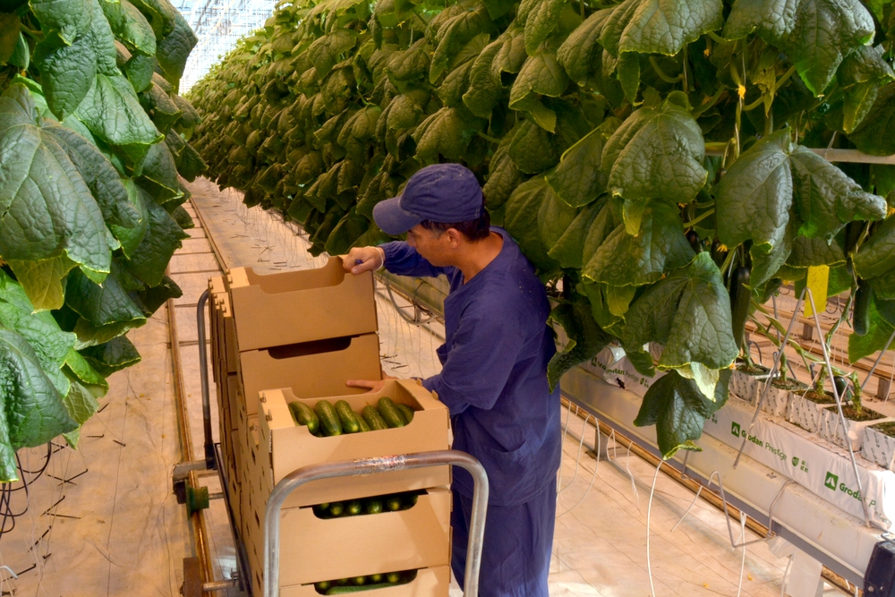 На Южном Урале выросло производство овощей в тепличных комплексах с режимом досвечивания