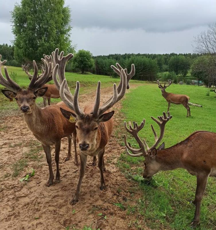 Два вологодских фермера подали заявки на получение гранта «Агротуризм»