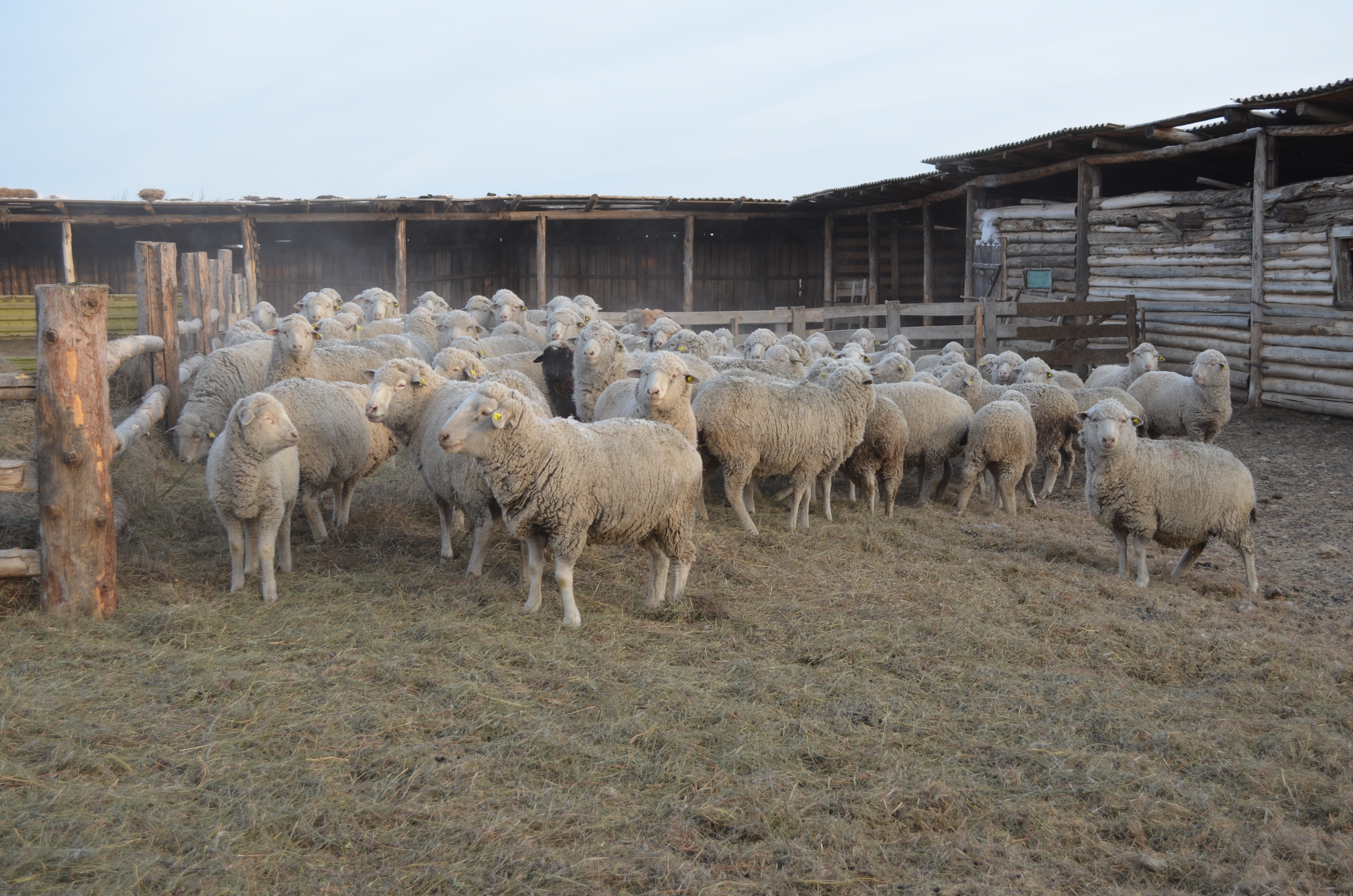 Более 135 млн рублей предоставят хозяйствам Забайкалья на развитие мясного животноводства