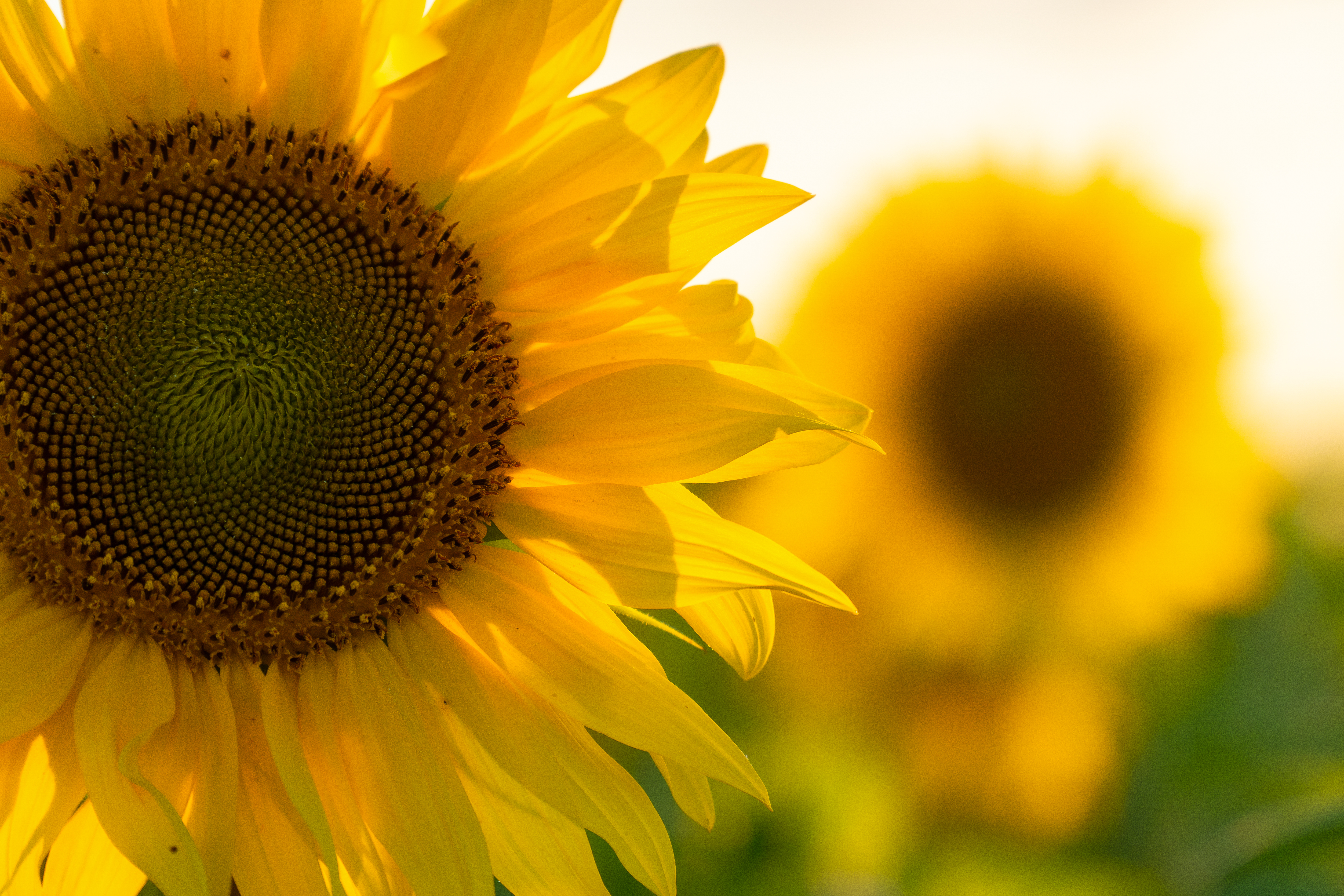 В Новосибирской области увеличены посевные площади рапса, сои и подсолнечника