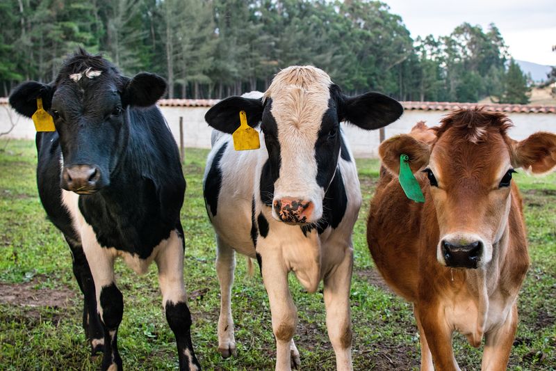 В Тверской области за 9 месяцев средняя продуктивность коров увеличилась до 4 810 кг