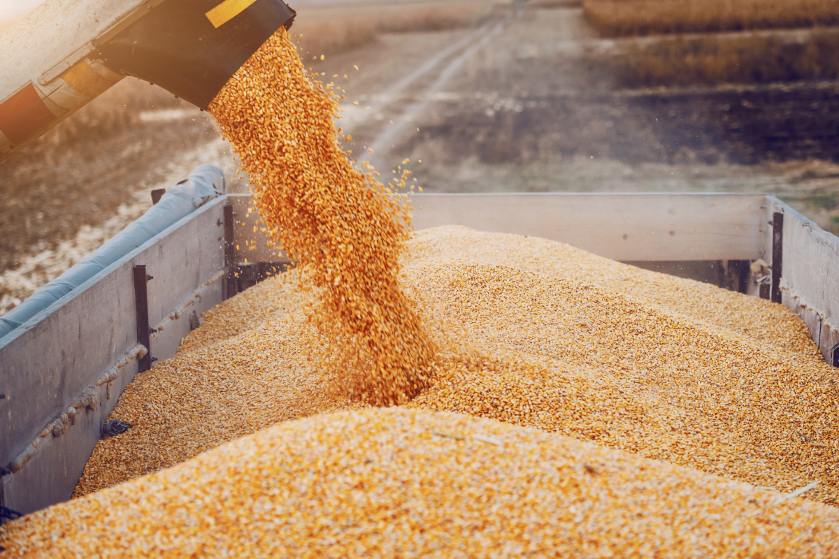 Собранный в Саратовской области урожай зерна в четыре раза превышает потребности региона
