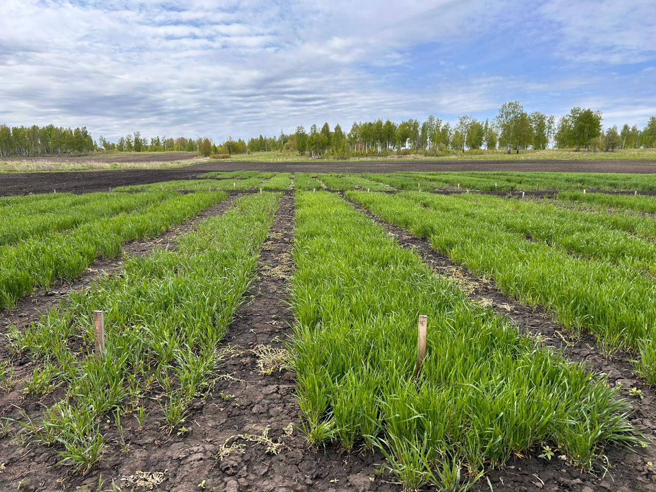 Сотрудники департамента по социально-экономическому развитию села посетили аграриев Зырянского района Томской области