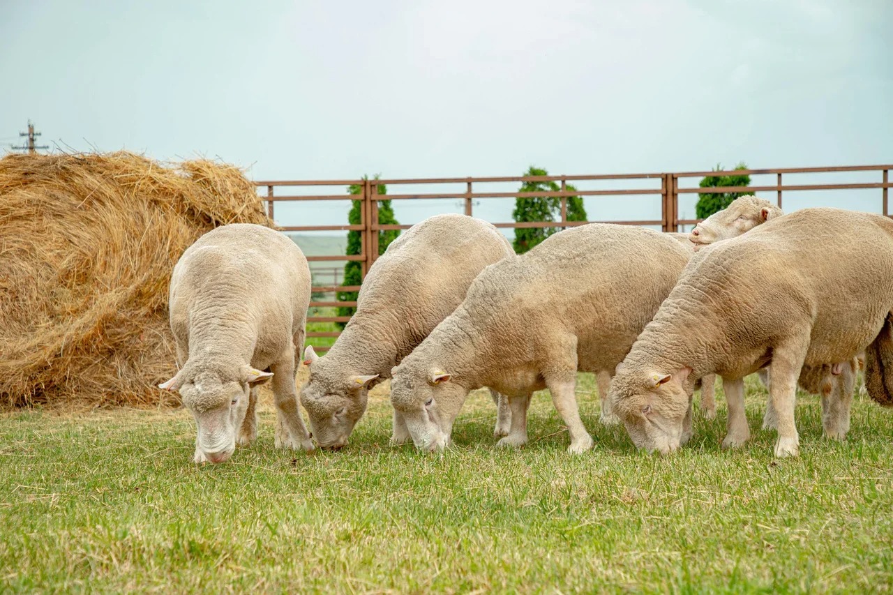 Хозяйства Кабардино-Балкарии примут участие в 22-ой Российской выставке племенных овец и коз