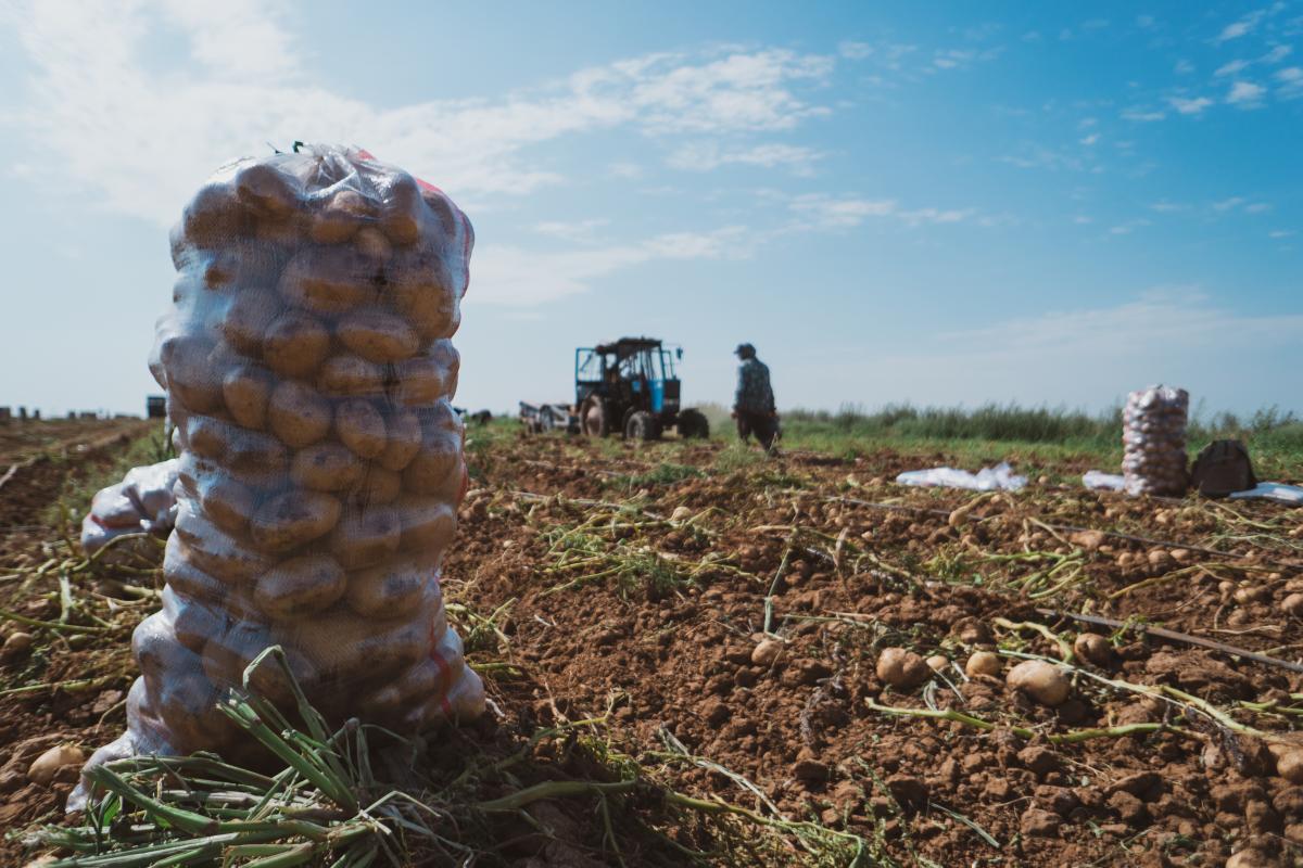 В Рязанской области собрано 105 тыс. т картофеля