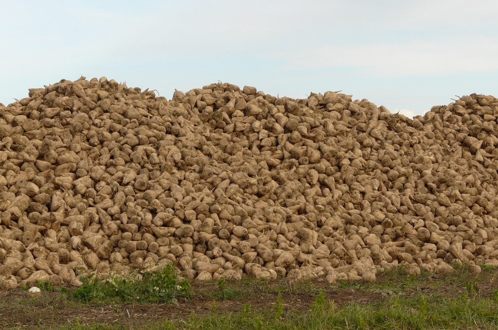 В Краснодарском крае убрано 1,5 млн т сахарной свеклы