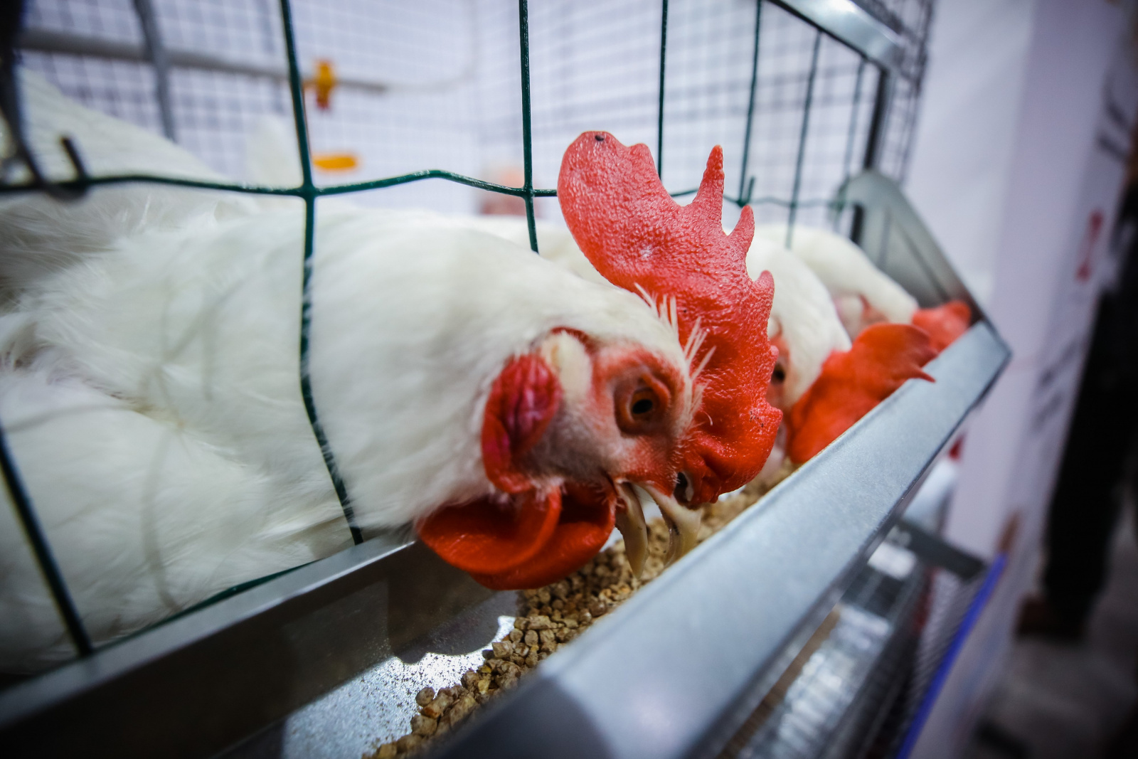 Более 200 тыс. тонн мяса птицы произведут в этом году в Липецкой области