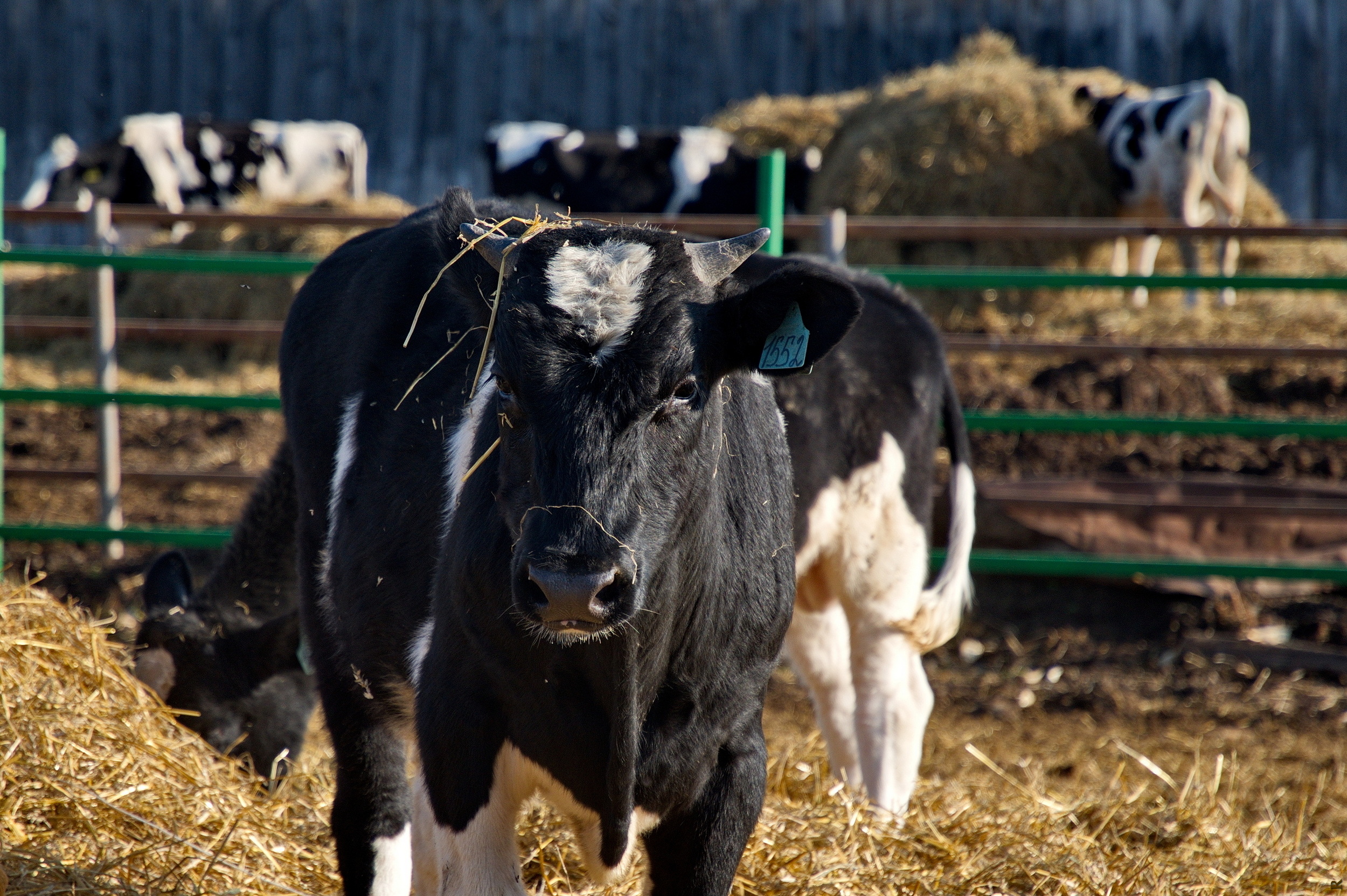 В Томской области с помощью господдержки развивают племенное животноводство