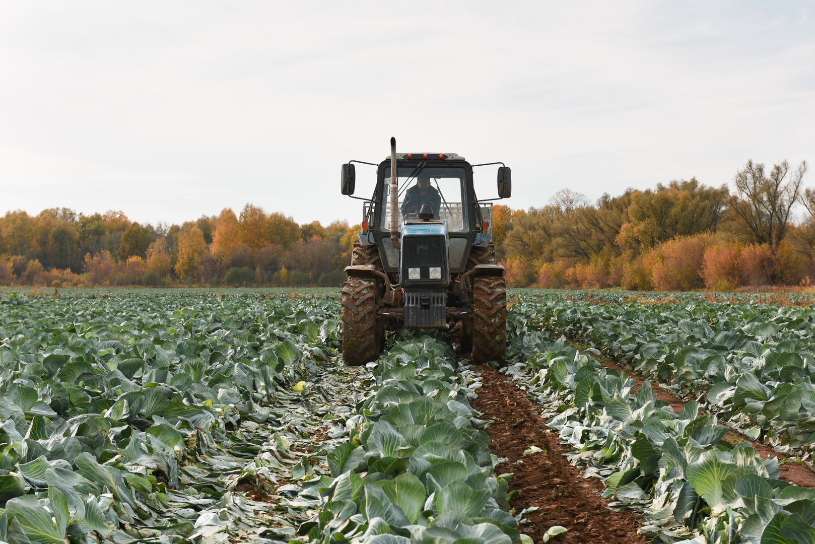 Московская область демонстрирует рост урожая зерновых, картофеля и овощей в 2025 году