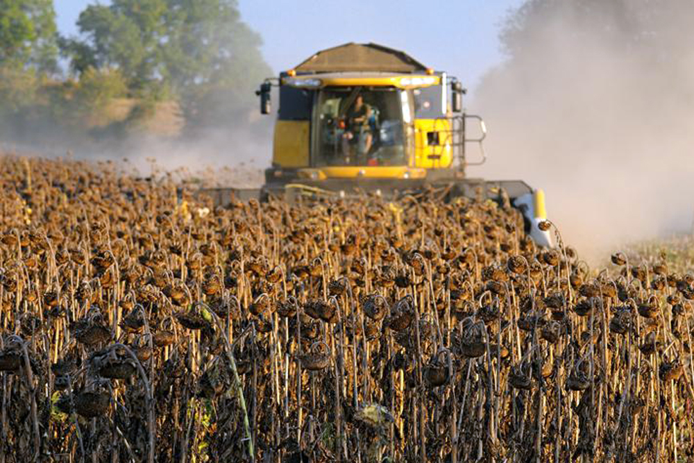 Более 500 тысяч тонн масличных культур уже собрали липецкие аграрии