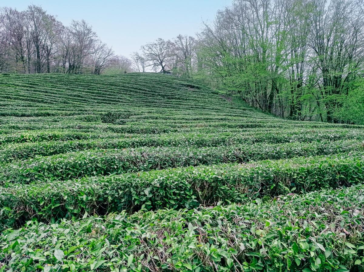 Урожай чая в РФ сохранится на уровне 2022 года — эксперт