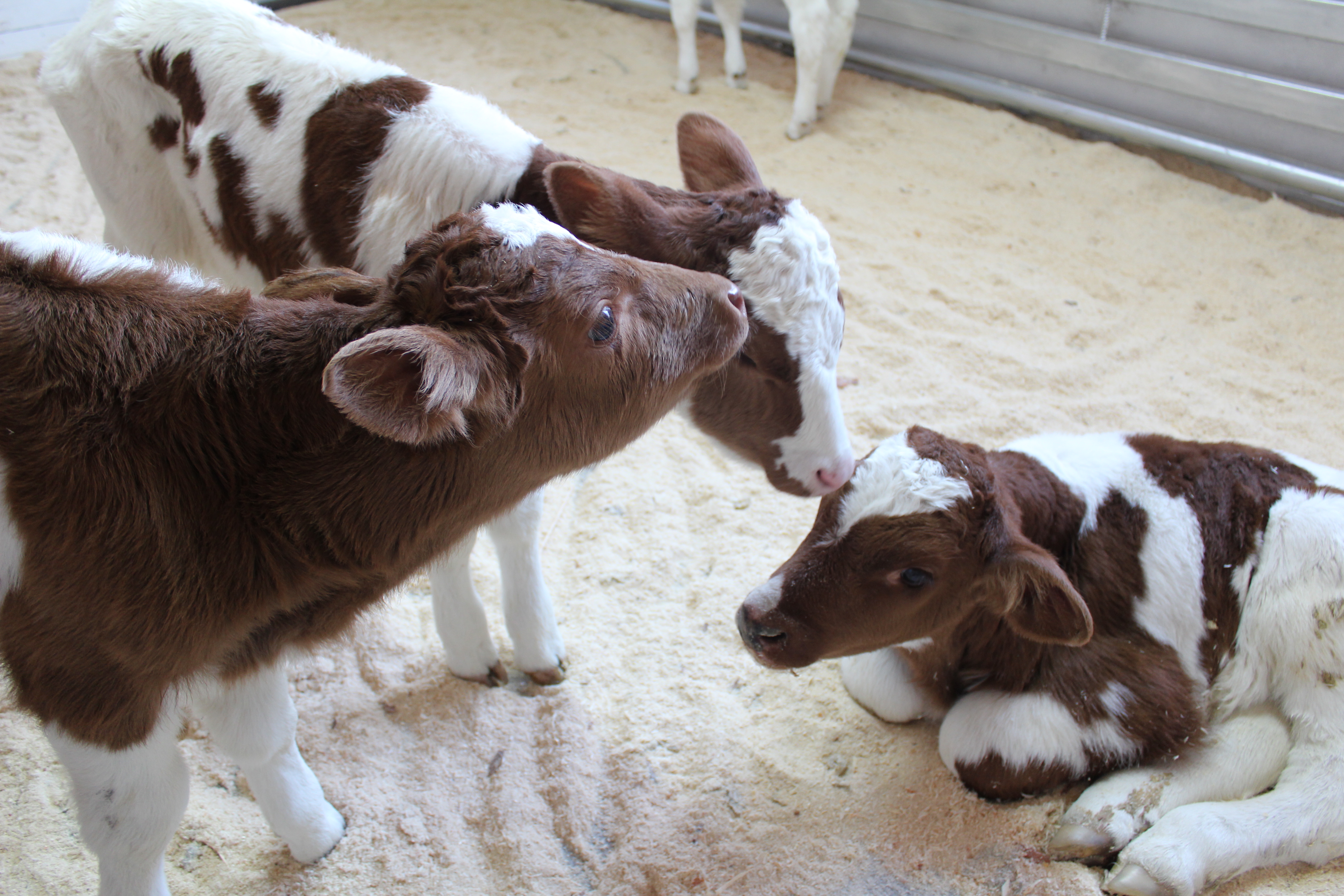 В Бурятии получено более 248 тысяч голов молодняка сельхозживотных