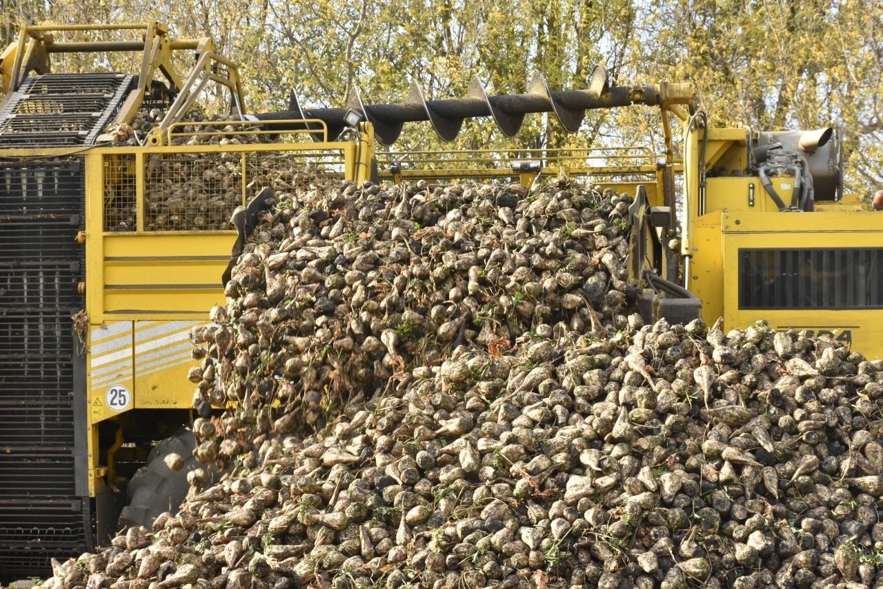 Более 3 млн тонн сахарной свёклы собрали липецкие аграрии