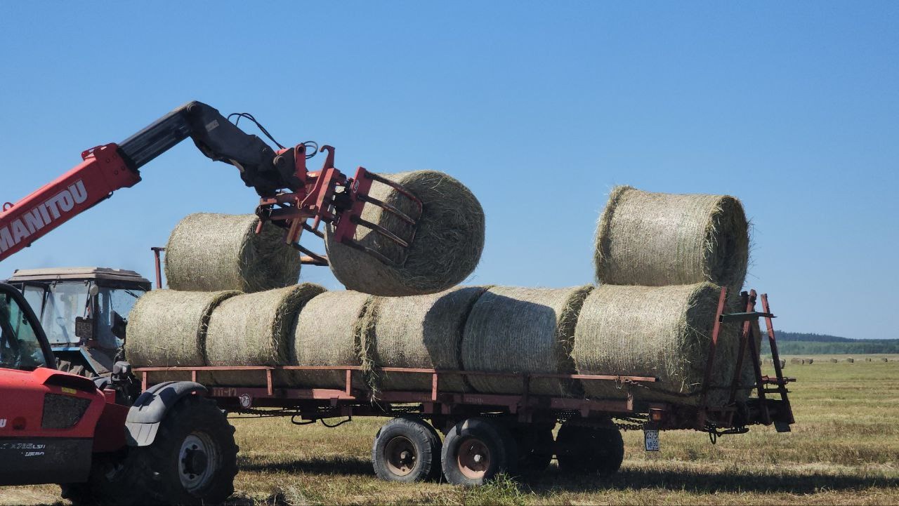 В Подмосковье заготовили почти 393 тысячи тонн грубых и сочных кормов для сельхозживотных на предстоящий зимний сезон