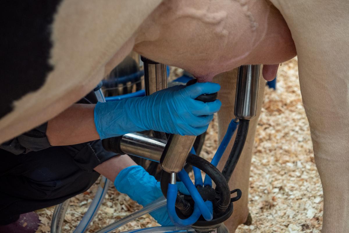 Кировские аграрии увеличивают производства молока