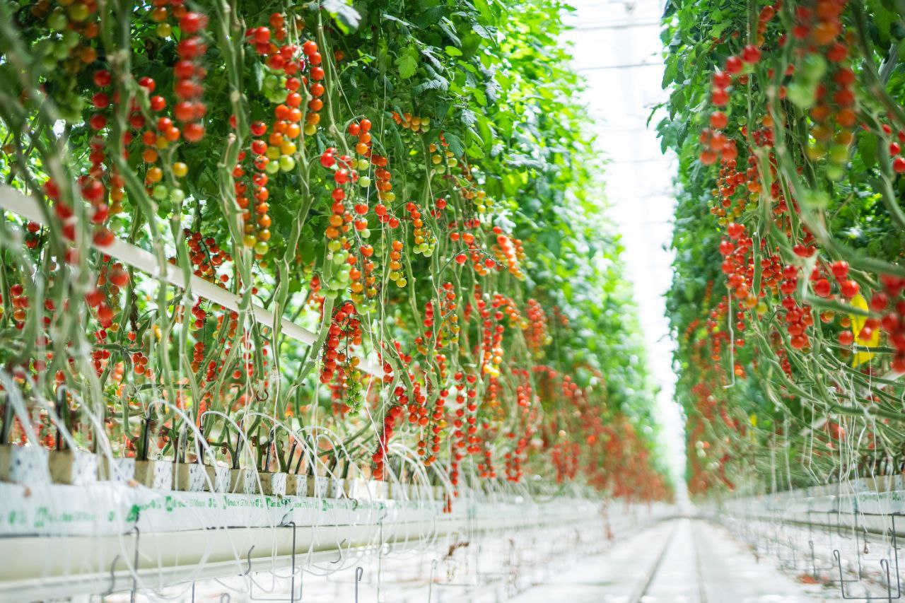 С начала года подмосковный тепличный комбинат на 14 % увеличил объем производства овощей защищенного грунта