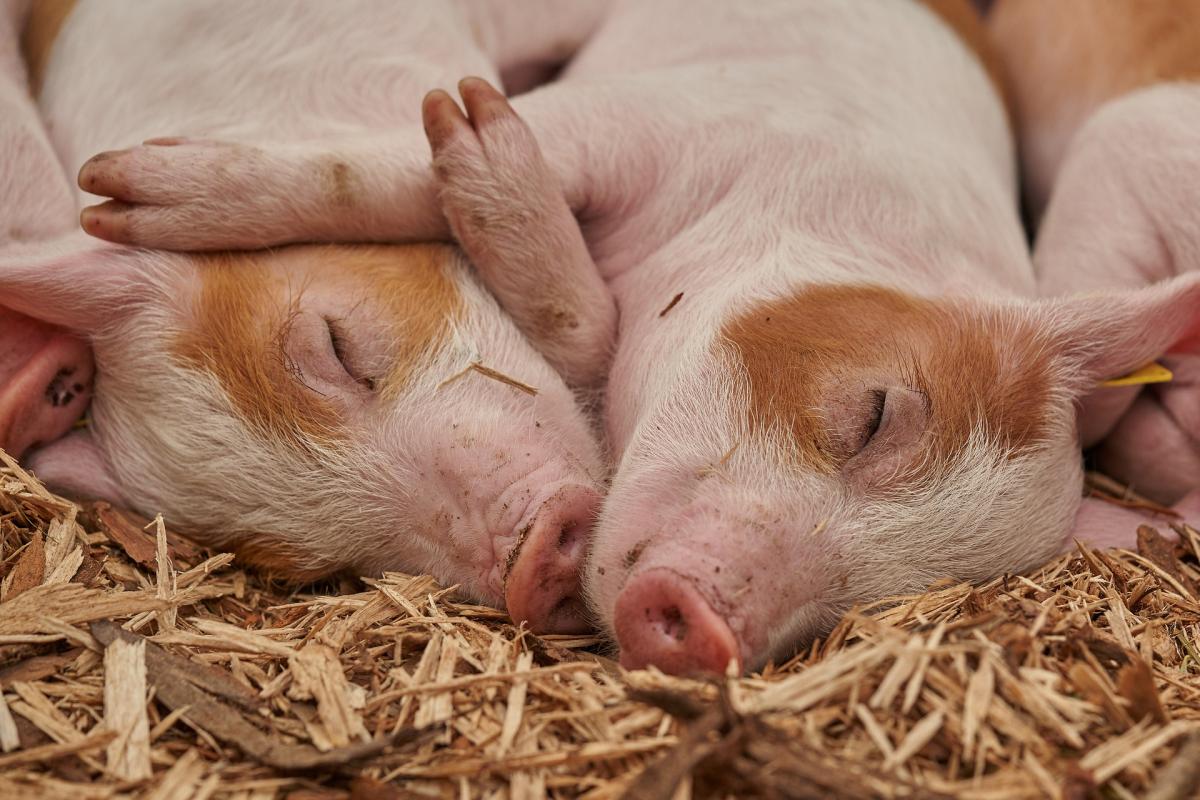 50,4 тыс. т свиней на убой произведено в Кузбассе в январе — августе