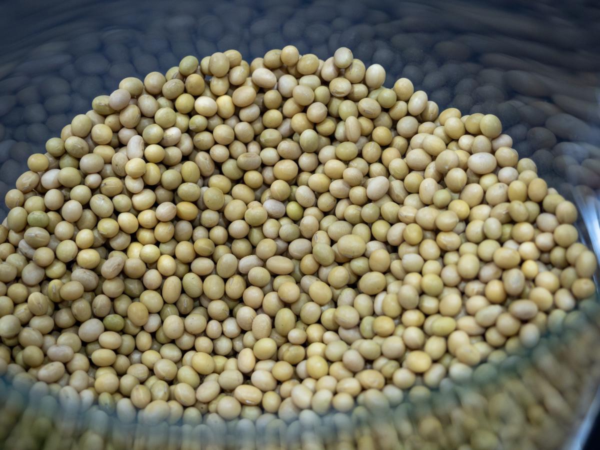 Липецкая область собрала рекордный урожай сои