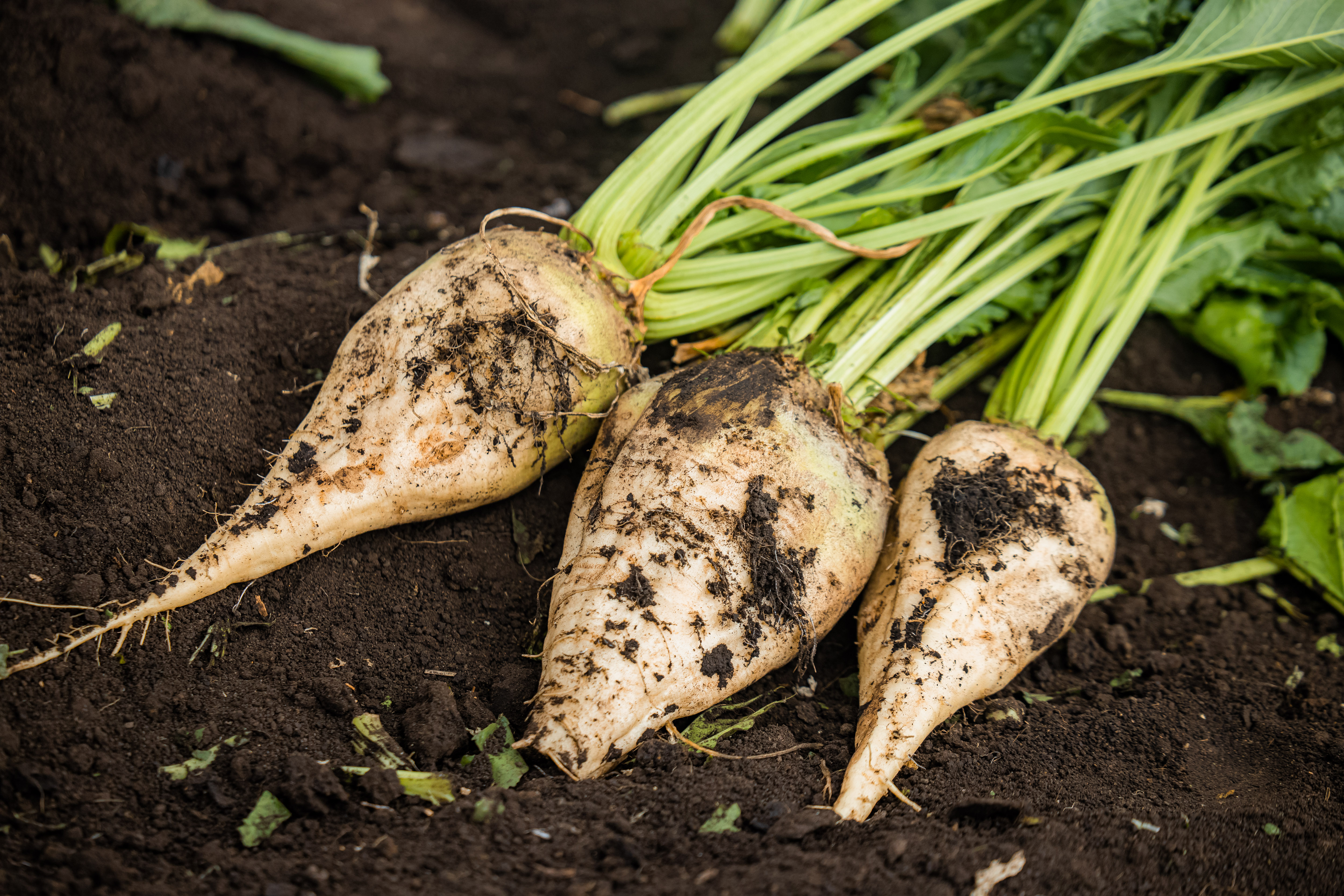 Третий миллион тонн сахарной свёклы собрали липецкие аграрии 