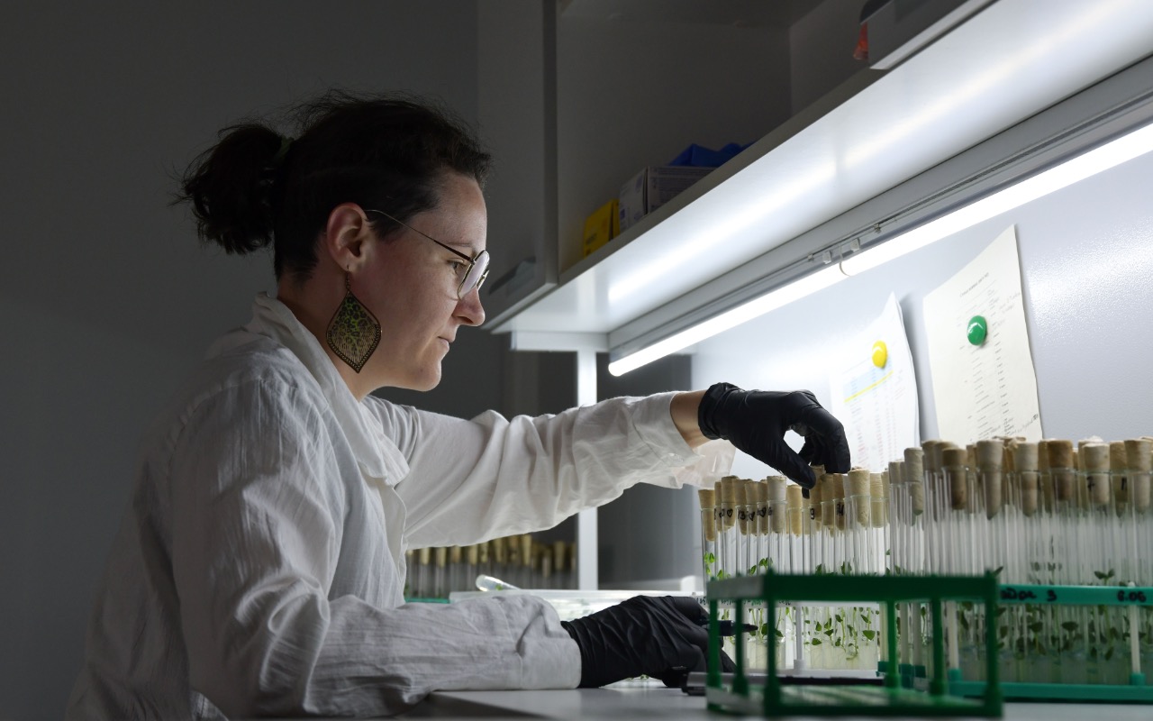 В Подмосковье ежегодно производится до 65 тысяч тонн семенного картофеля