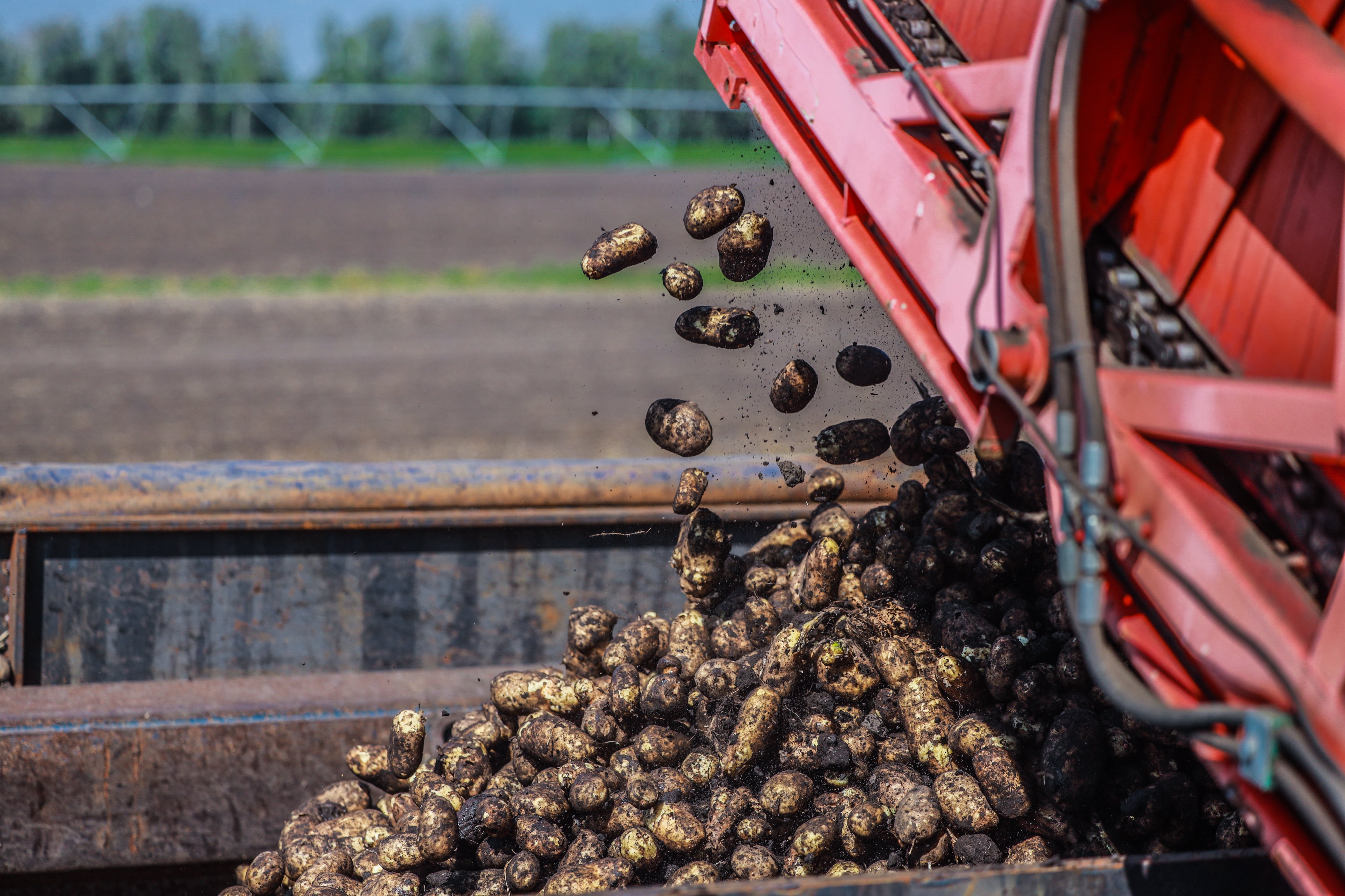 В Липецкой области началась уборка картофеля