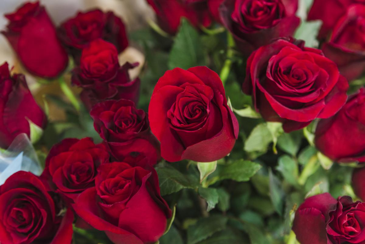 В Мордовии открыли новый тепличный комплекс по выращиванию роз