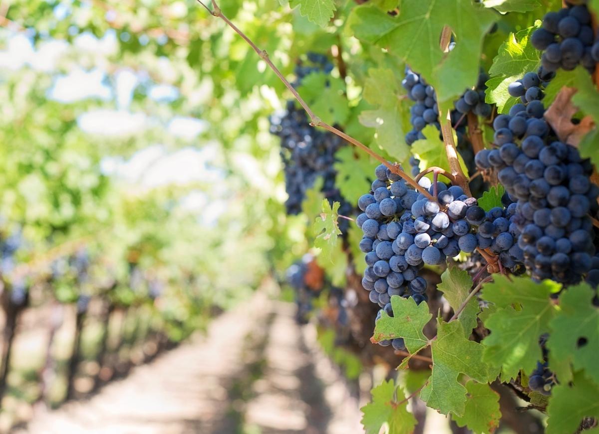 Производство собственных саженцев винограда в РФ к 2025 году может достичь 15 млн шт. в год 
