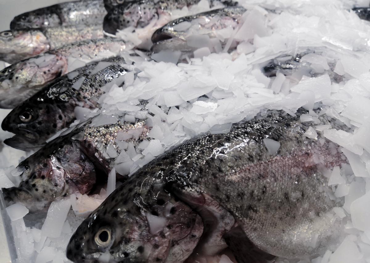 Российские рыбаки в 2023 году добыли более 5,3 млн т рыбной продукции