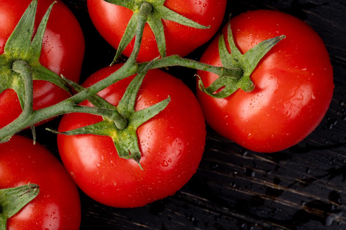 В «Чегем Агро» Кабардино-Балкарии собирают до 50 т томатов в день