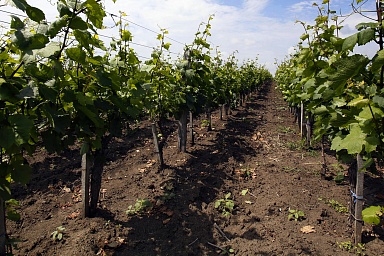Минсельхоз Крыма просубсидировал в этом году закладку более 3,5 миллионов отечественных саженцев винограда