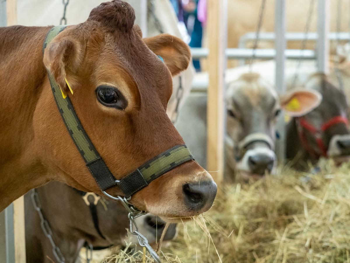 За полгода в Свердловской области произвели более 440 тыс. т молока