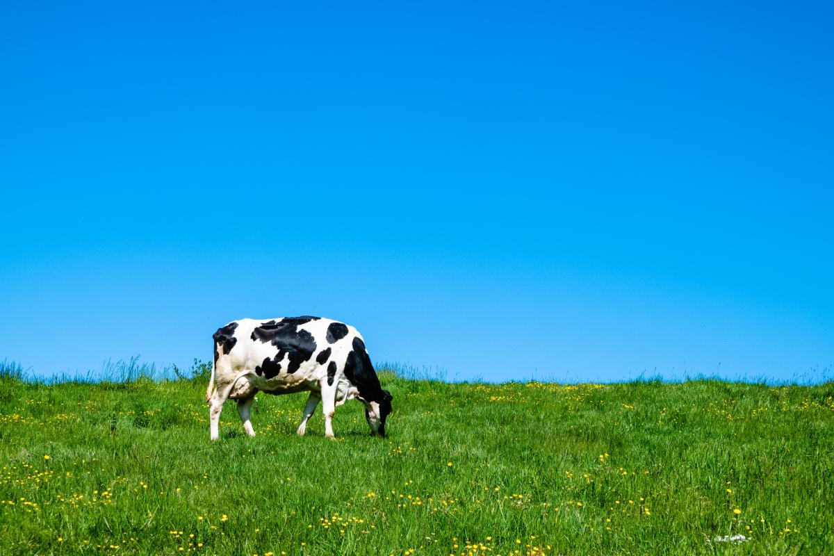 В Пензенской области производство скота и птицы на убой выросло на 3,7%