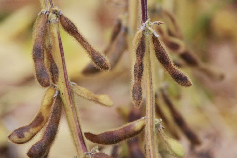 Урожай сои бьет все рекорды в Липецкой области