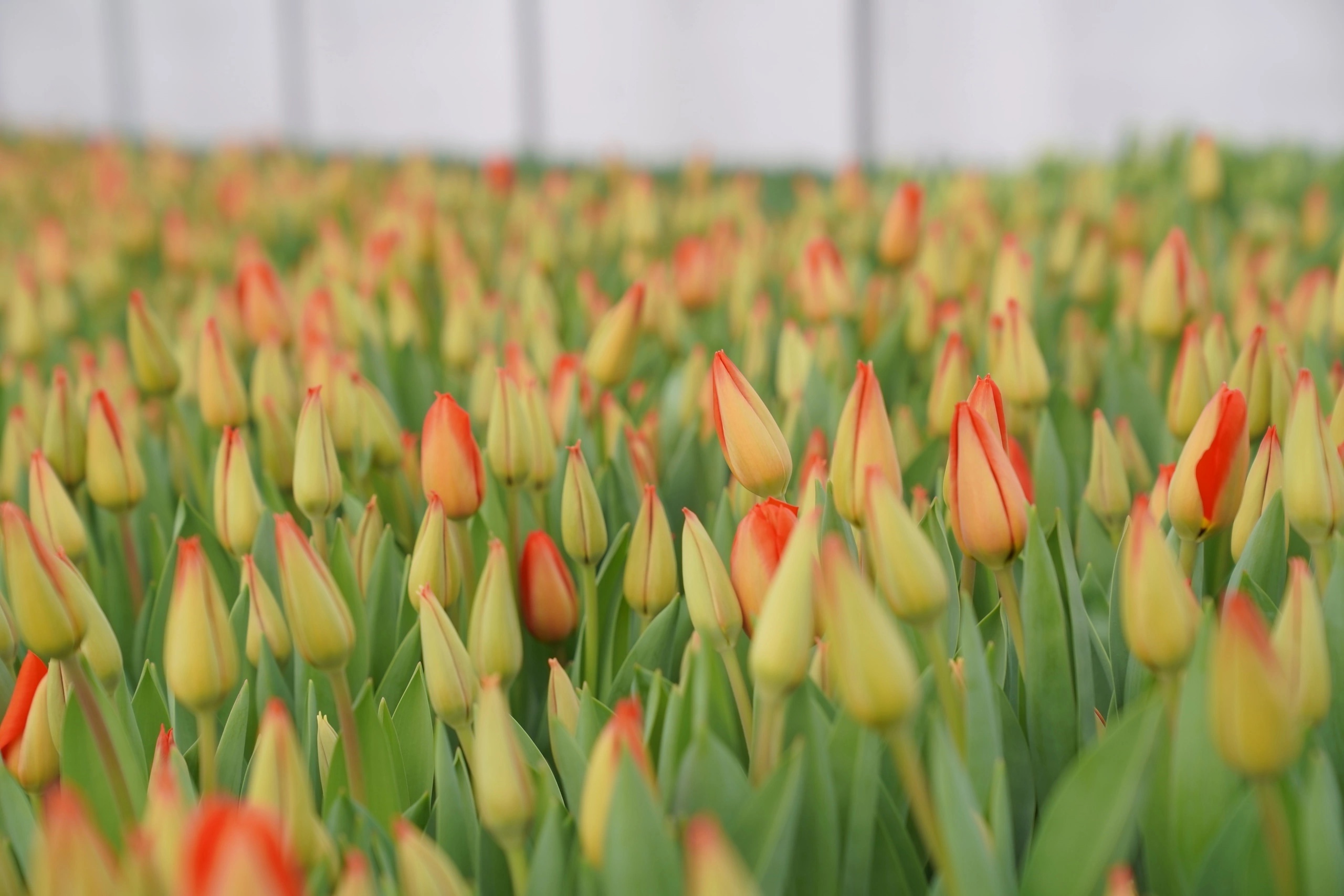 В фермерском хозяйстве Ивановской области  вырастили 450 тыс. тюльпанов к Международному женскому дню