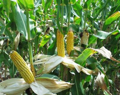 Белгородские аграрии намолотили 1 млн тонн кукурузы на зерно